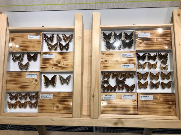 Schmetterlinge Wohnzimmer Natur