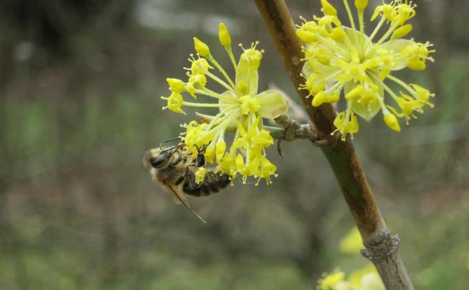 Biene auf Blüte Biene auf Blüte