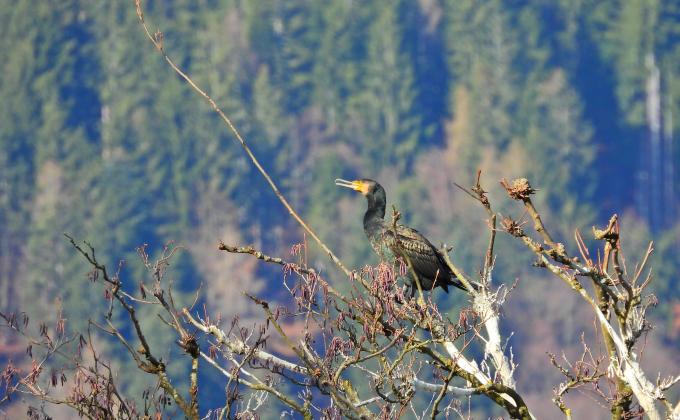 Kormoran